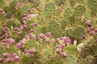 Gran Canaria - Opuntia stricta florası