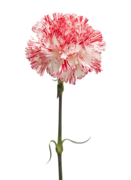 White and bright pink carnation isolated — Stock Photo, Image