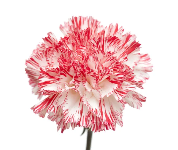 Putih dan terang merah muda anyelir terisolasi — Stok Foto