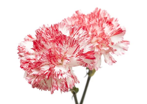Bílá a světle růžový karafiát, samostatný — Stock fotografie