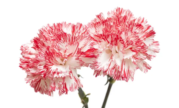 White and bright pink carnation isolated — Stock Photo, Image