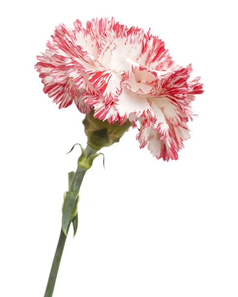 White and bright pink carnation isolated — Stock Photo, Image