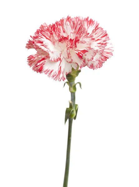 Cravo rosa branco e brilhante isolado — Fotografia de Stock