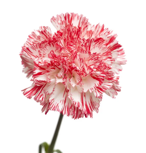 Cravo rosa branco e brilhante isolado — Fotografia de Stock