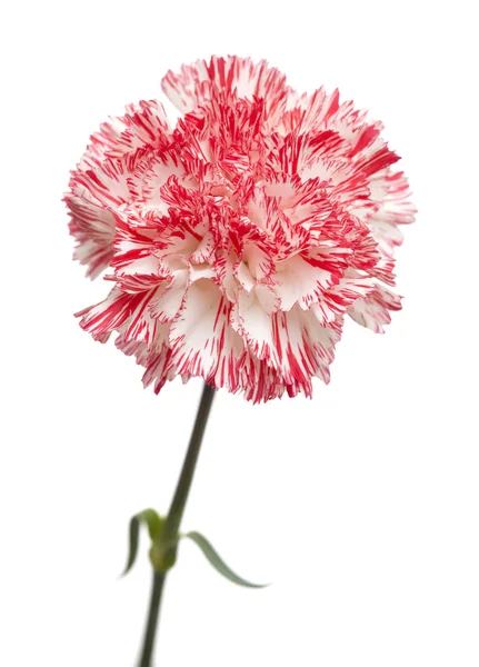 White and bright pink carnation isolated — Stock Photo, Image