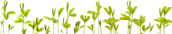 Sweet pea new plants low edge border, repeatable — Stock Photo, Image
