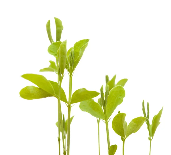 Sweet pea nieuwe planten — Stockfoto