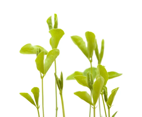 Sweet pea new plants — Stock Photo, Image