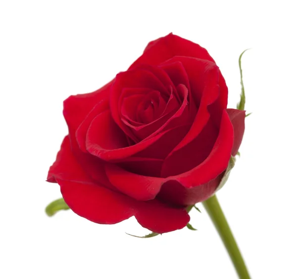 Donkere rode roos geïsoleerd — Stockfoto