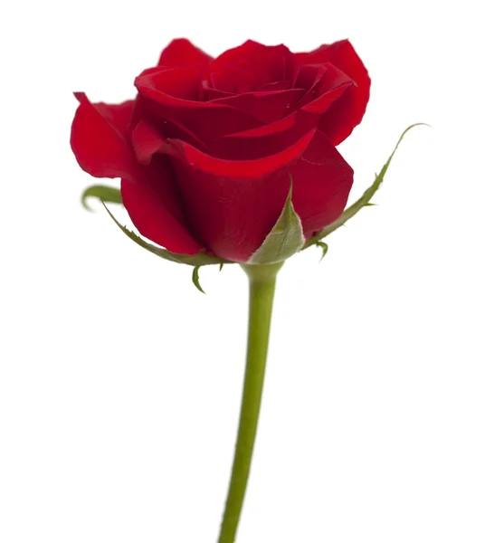 Rosa rossa scuro isolato — Foto Stock