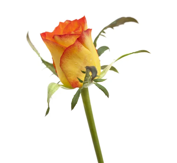 Orange and yellow rose isolated — стоковое фото