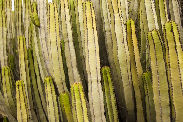 A Gran Canaria - Euphorbia canariensis Flóra — Stock Fotó