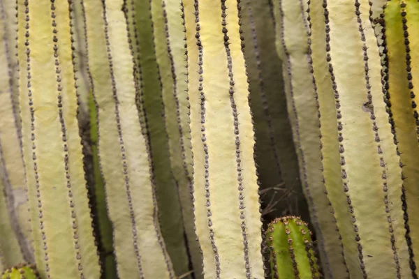 Achtergrond van Euphorbia canariensis — Stockfoto