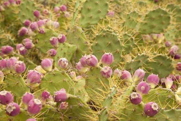 Flora de Gran Canaria - Opuntia stricta — Fotografia de Stock