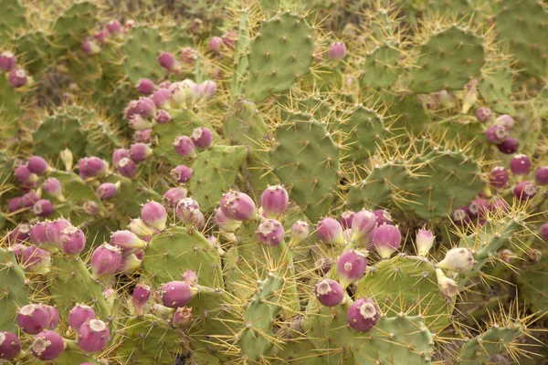 Flora de Gran Canaria - Opuntia stricta — Fotografia de Stock