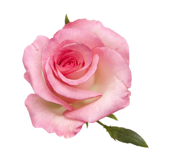 Jemná růžová růže, samostatný — Stock fotografie