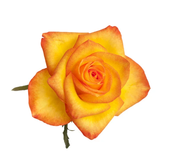 Orange und gelbe Rose isoliert — Stockfoto