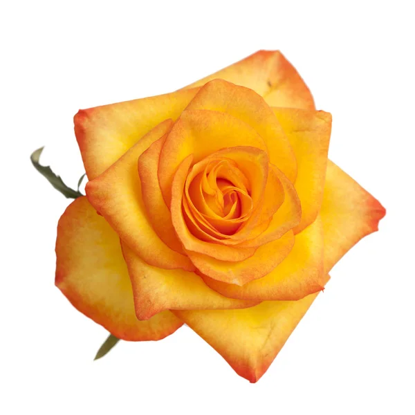 Pomarańczowe i żółte Róża na białym tle — Zdjęcie stockowe