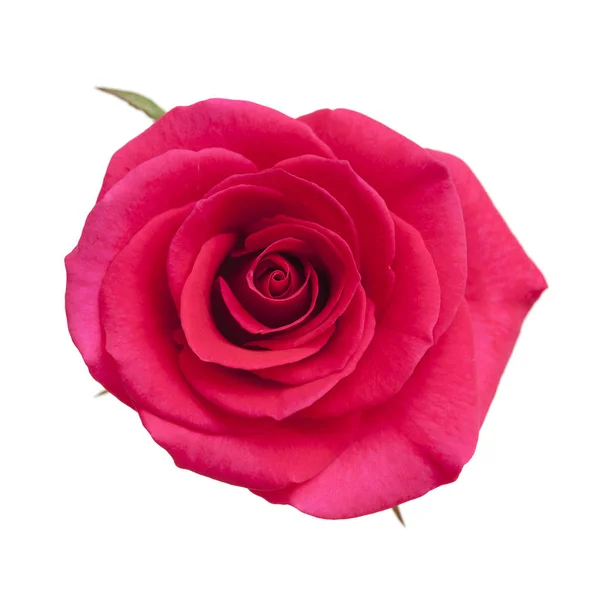 Rosa magenta brilhante — Fotografia de Stock