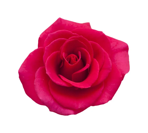 Rosa magenta brillante — Foto de Stock