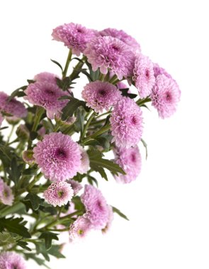 pembe sprey krizantem koyu merkezleri ile