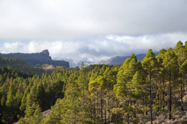 Merkez Gran Canaria, çam ağacı ormanları