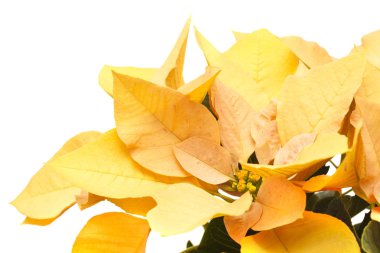 taze güzel yılbaşı çiçeği