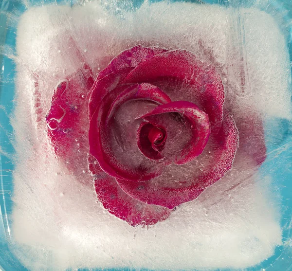 Frozen flora - rose — Stock Photo, Image
