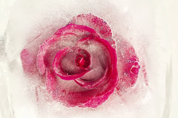 Frozen flora - rose — Stock Photo, Image
