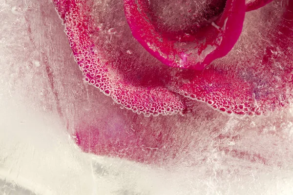 Flora congelata - rosa — Foto Stock