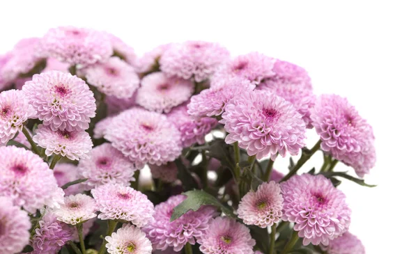 Pink spray chrysanthemum with darker centers — Stock Photo, Image