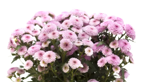 Chrysanthème rose pulvérisé avec des centres plus sombres — Photo