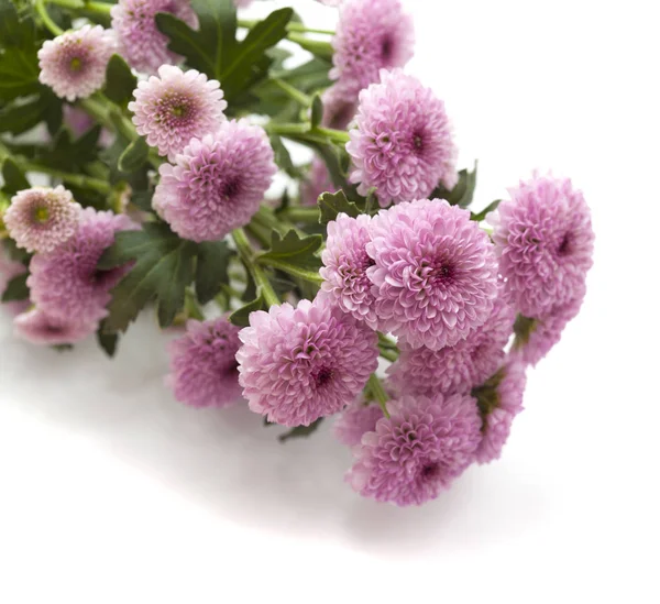 Rosa Spray Chrysanthemen mit dunkleren Zentren — Stockfoto