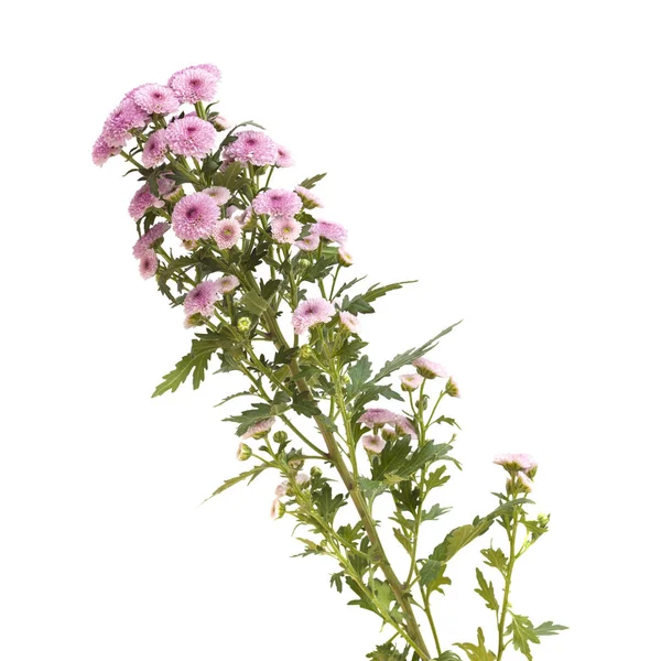 Crisantemo de spray rosa con centros más oscuros —  Fotos de Stock