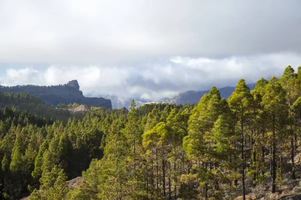 Gran Canaria Central, florestas de pinheiros — Fotografia de Stock