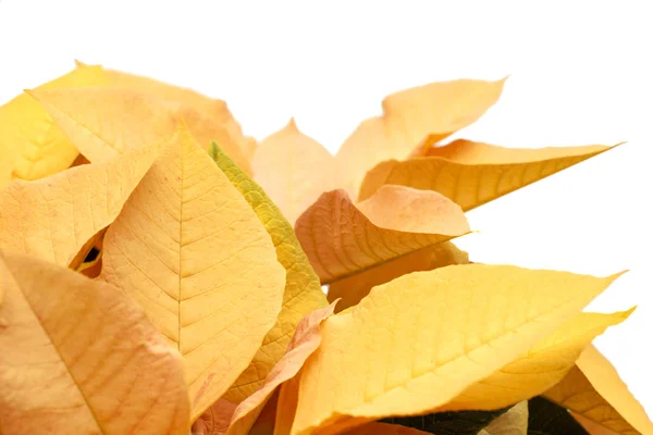 Fresh beautiful poinsettia — Stock Photo, Image