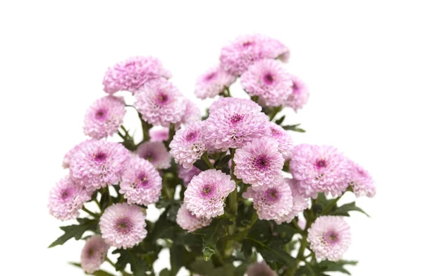 Růžový sprej chryzantéma pozadí — Stock fotografie