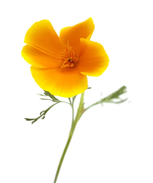 Bright californian poppy isolated — Stock Photo, Image