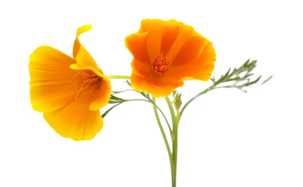 Bright californian poppy isolated — Stock Photo, Image