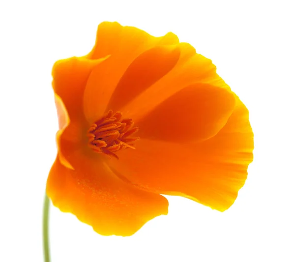 Bright californian poppy isolated — Stock Photo, Image