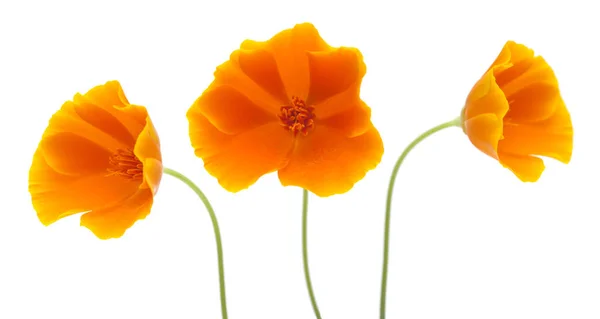 Bright californian poppy isolated — Stock Photo, Image