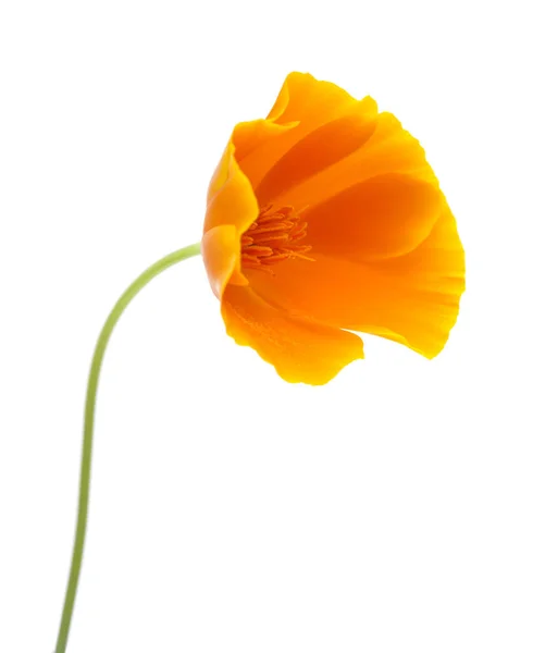 Bright californian poppy isolated — Stock Photo, Image