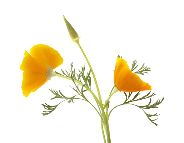 Bright californian poppy isolated — Stock Photo, Image