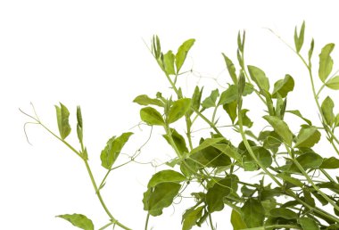 Tatlı bezelye bitkileri