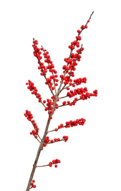 Çobanpüskülü verticillata veya winterberry