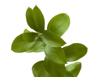 Ruscus hypophyllum, omurgasız kasap süpürge