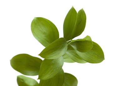 Ruscus hypophyllum, omurgasız kasap süpürge