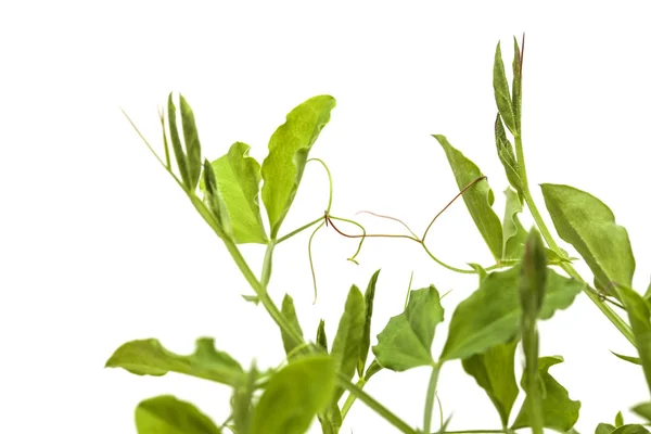 Sweet pea plants — Stock Photo, Image