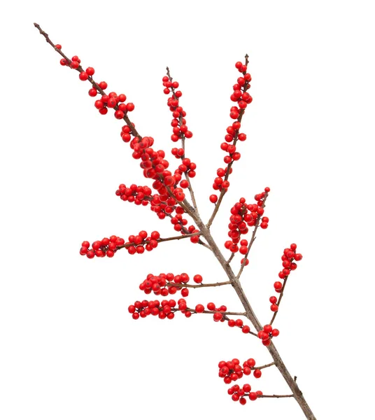 Ilex verticillata or winterberry — Stock Photo, Image