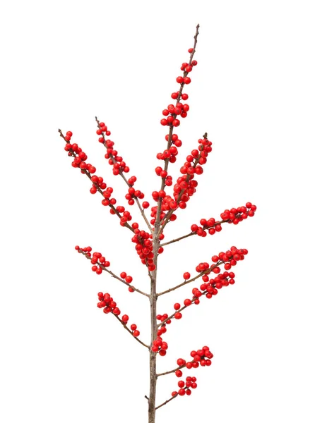 Ilex verticillata or winterberry — Stock Photo, Image